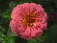 CIMG0641.webp