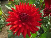 CIMG0647.webp