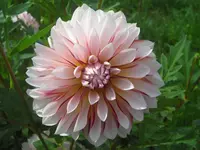 CIMG0649.webp