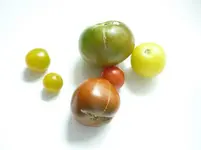 35486.webp