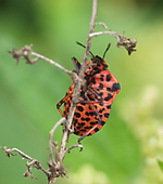 P8138845aufsteigendeWanzevonunten.webp