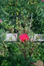 kleine Edelrose voller Knospen.webp