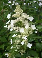 Dolde Rispenhortensie.webp
