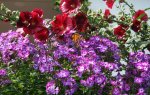 Phlox und rote Stockrose.jpg