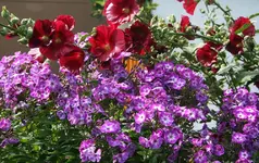 Phlox und rote Stockrose.webp