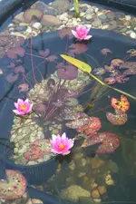 3 Blüten PR.webp