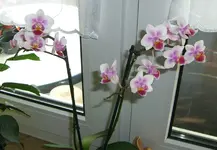 CIMG3402.webp