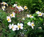 Herbstanemone.webp