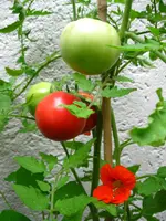 IMG_1096.webp
