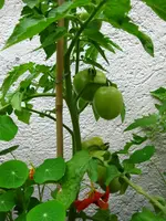 IMG_1097.webp