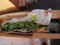 Mein Essigbaum noch verpackt.webp