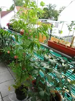 Mein Essigbaum.webp