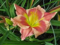 IMG_sämling2.1_1024x768.webp
