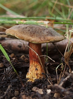 PilzroterStiel.webp