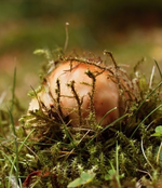 Pilzjunger.webp