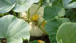 S7305102.webp