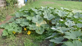 S7305104.webp