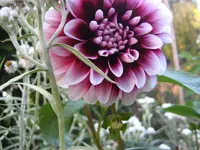 IMG_2135.webp