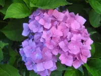 IMG_2136.webp