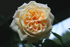 CM3a.webp