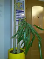 geknickte-blaetter.webp