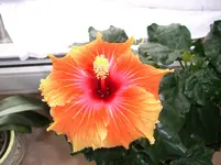 CIMG3405.webp