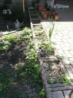 Garten August 2010 014 - Kopie.webp