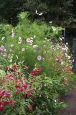 Garten 013.webp
