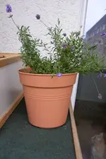 DSCF1212.webp