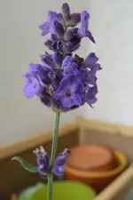 DSCF1216.webp
