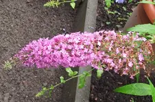 Garten 001.webp