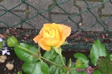 Garten 004.webp