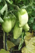Garten 007.webp
