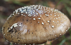 Pilz Hut.webp