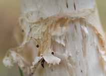 Pilz Kragen.webp