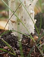 Pilz Knolle.webp