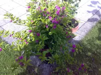 14082010668.webp