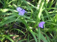 Blaue Blume 014.webp
