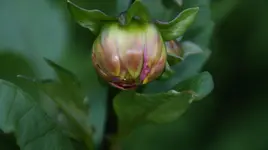 DSC03751.webp