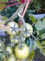 tomate140820101341.jpg tomate140820101341.jpg