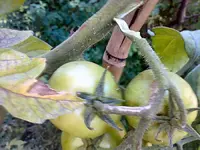 tomate140820101340.jpg tomate140820101340.jpg