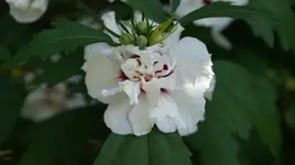 DSC03754.webp
