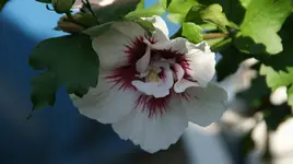 DSC03758.webp
