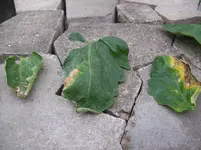 100_1538.webp