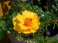 CIMG4852.webp