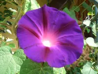 CIMG4854.webp