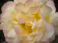 DSC02477.webp