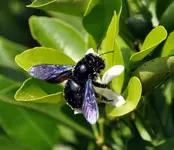 hummel.webp