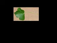 pflanze1.webp