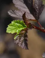 Diabolo grünes Blatt.webp